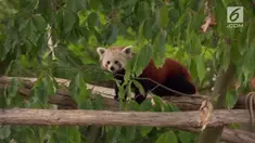 Sepasang panda merah menjadi primadona di kebun binatang Cologne, Jerman. Panda merah diketahui. Panda merah dievaluasikan sebagai terancam punah di dalam IUCN Red List.