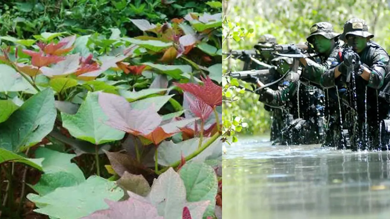 Ini Ramuan Ajaib TNI Jika Kena DBD Saat Bertugas di Pedalaman