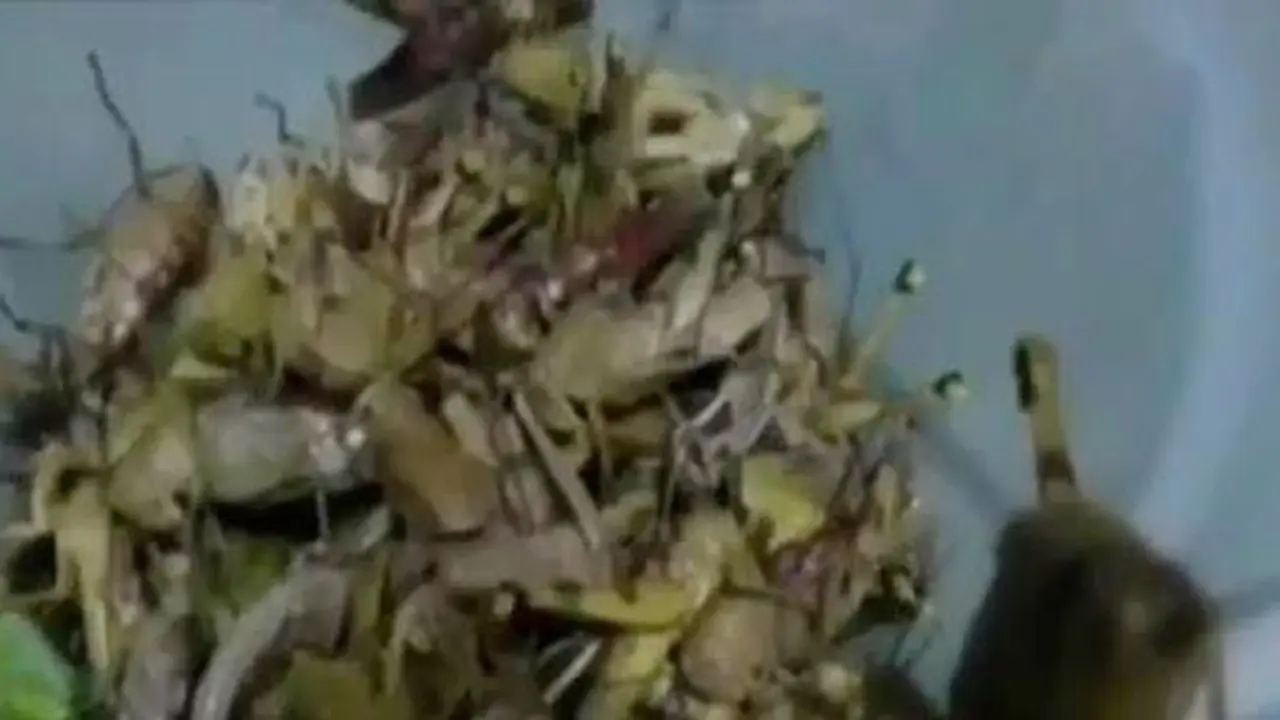 VIDEO: Berburu Belalang Sudah Menjadi Tradisi di Tempat Ini