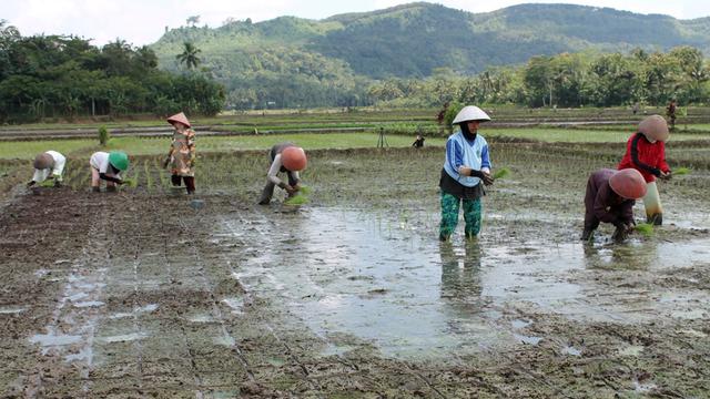 Ilustrasi – petani menanam padi. (Foto: Liputan6.com/Muhamad Ridlo)