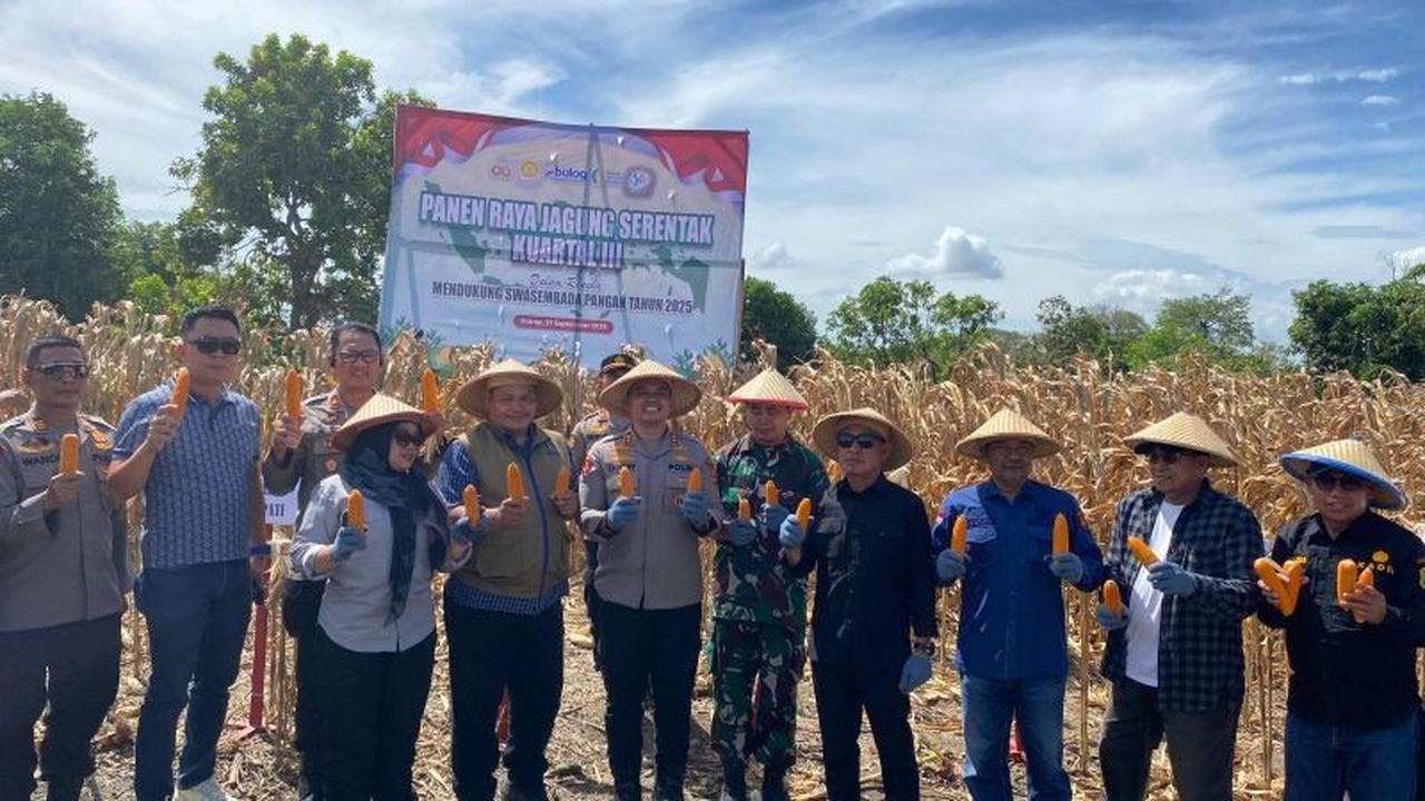 Tahukah Anda? Sidrap Sukses Gelar Panen Raya Jagung, Teguhkan Peran Lumbung Pangan Nasional