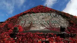 Gedung Blair Athol Distillery menjadi salah satu incaran wisatawan yang berkunjung ke Skotlandia, Selasa (18/10). Tumbuhan merambat berwarna merah yang menjalar menutupi rumah menjadi daya tariknya. ( REUTERS / Russell Cheyne)