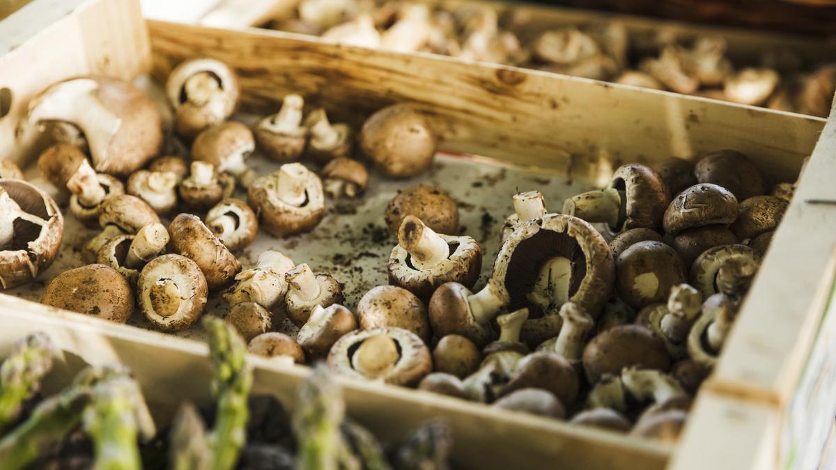 Cara Budidaya Jamur Shiitake untuk Pemula, Simpel tapi Hasil Maksimal