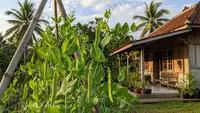 7 Cara Menanam Kacang Polong di Rumah dengan Rambatan Sederhana, Begini Langkah Budidaya di Lahan Terbatas