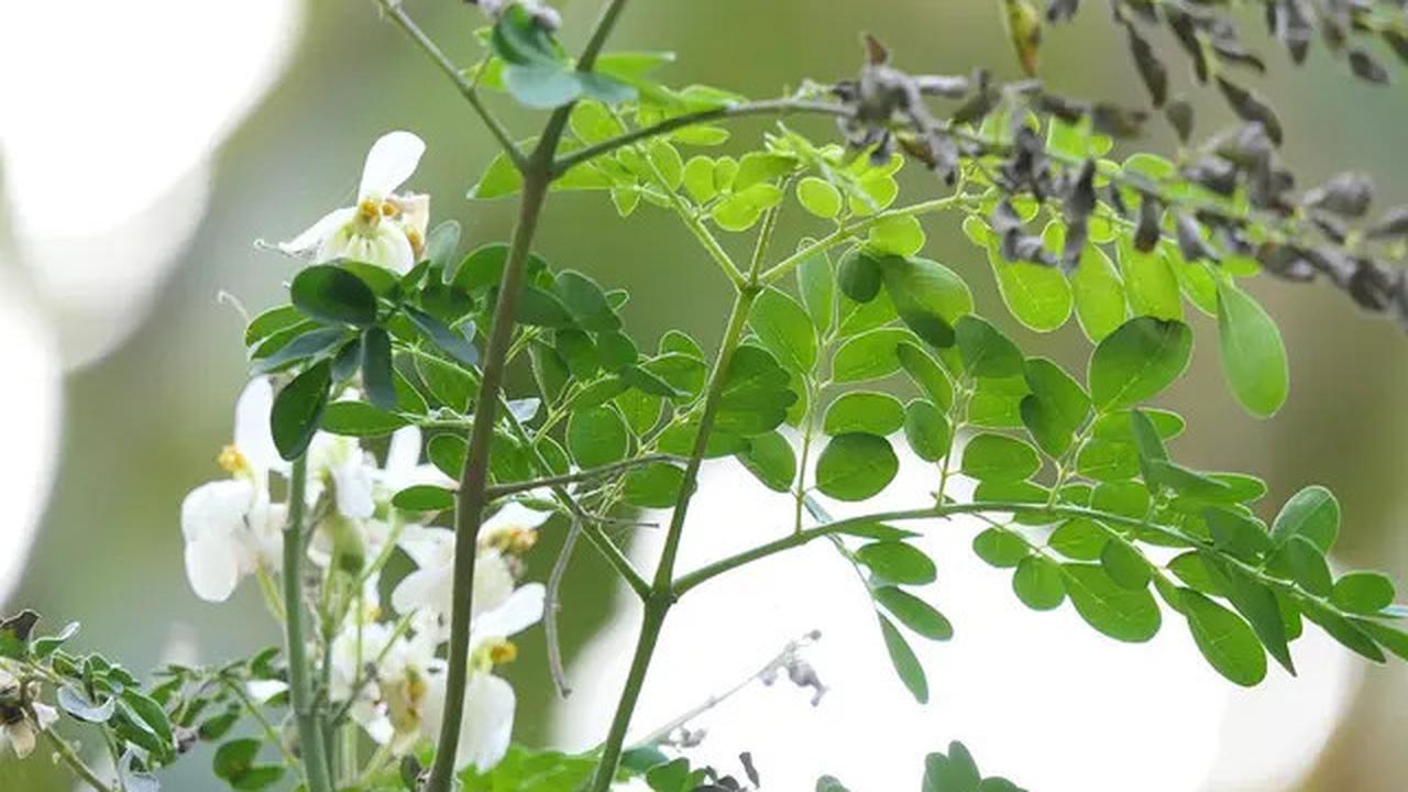 15 Manfaat Teh Daun Kelor, Rahasia Kesehatan dari 'Pohon Ajaib' untuk Tubuh Bugar