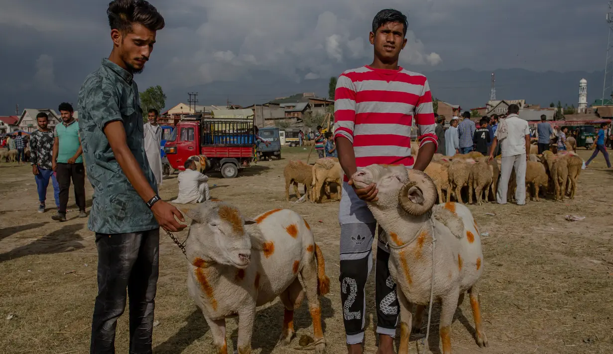 Dua orang pedagang memegang domba untuk kurban Idul Adha yang diwarnai di Srinagar, Kashmir (30/8). Hewan kurban tersebut diberi warna untuk menarik para pembeli. (AP Photo/Dar Yasin)