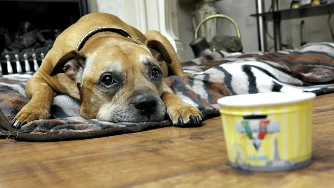 Es Krim Terakhir Untuk Anjing Penderita Kanker