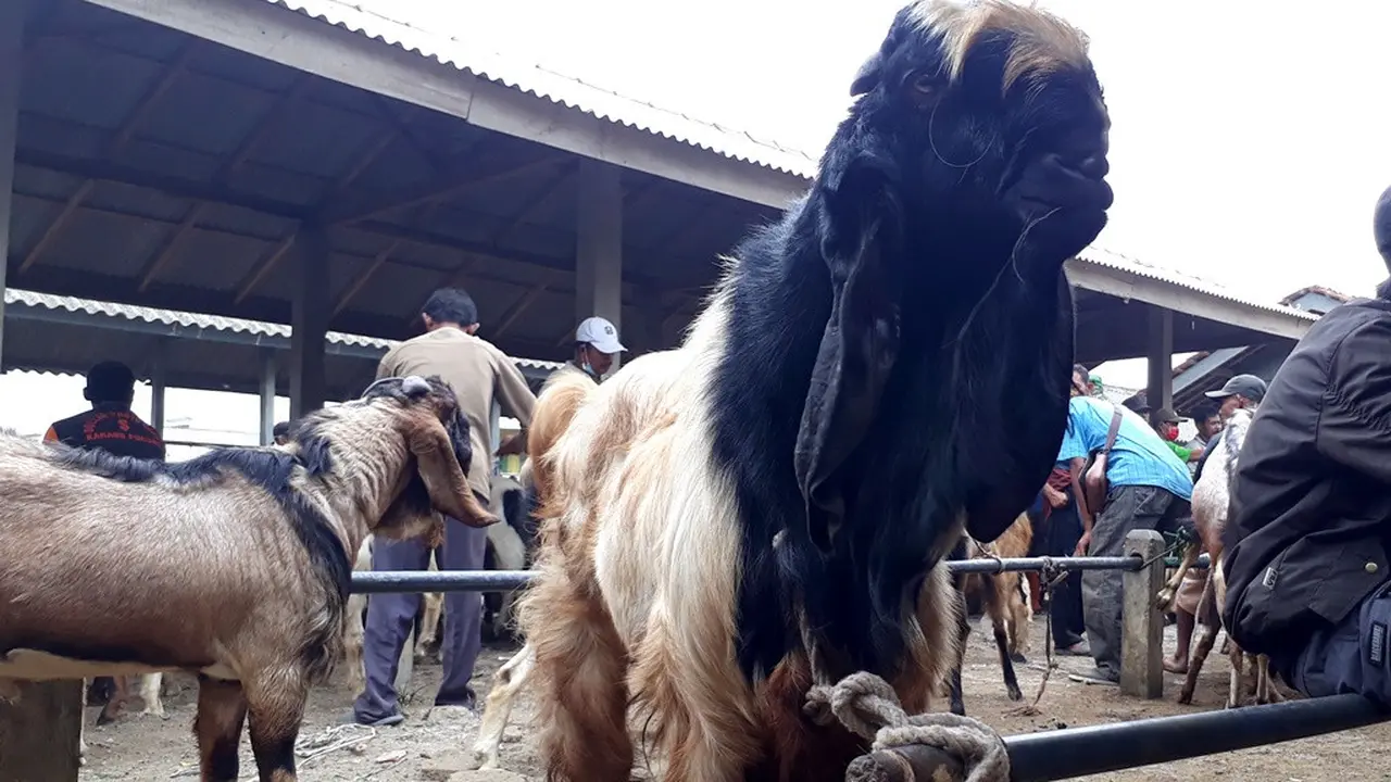 Kambing kurban super, jenis peranakan etawa di Pasar Karangpucung, Cilacap, Jawa Tengah. (Foto: Liputan6.com/Muhamad Ridlo)