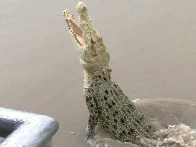 Buaya Putih Langka Menampakkan Diri Di Australia Global Liputan6 Com