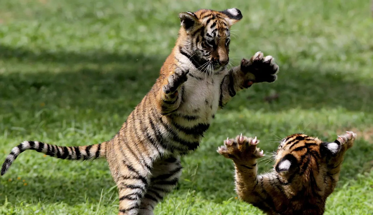 Dua dari empat anak harimau Bengal yang lahir di Guadalajara Zoo, negara bagian Jalisco, Meksiko terlihat di kebun binatang pada 5 Oktober 2021. Empat anak harimau itu lahir pada 3 Juli lalu dari Albert dan Chitara, harimau bengal di kebun binatang tersebut. (LISES RUIZ / AFP)
