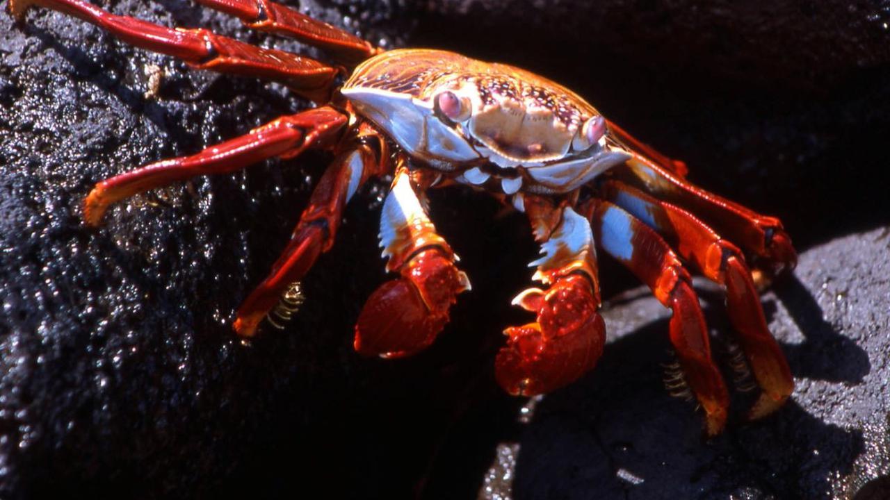 <b><br>Sally Lightfoot Crab (Grapsus grapsus)</b><br>