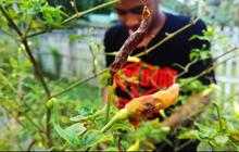 Ancaman Kemarau Buat Petani Cabai Gagal Panen, Ini Solusinya