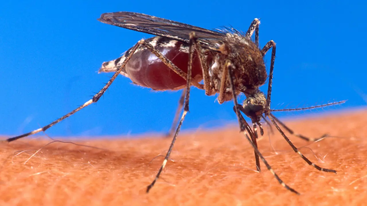 Nyamuk aedes
