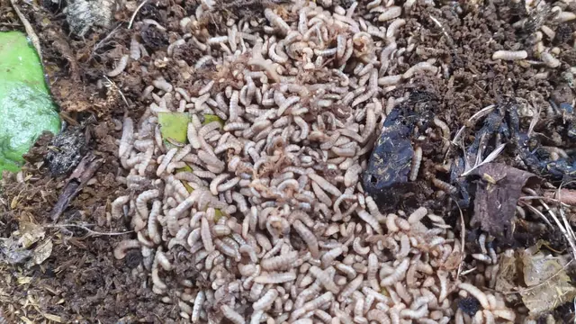 Nampak anggota kelompok Motekar, di Kecamatan Kadipaten Tasikmalaya, Jawa Barat tengah menikmati hasil berupa telur puyuh dari pakan maggot.