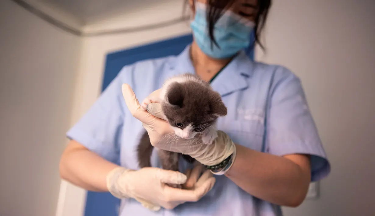 Gambar pada 2 September 2019 memperlihatkan staf menggendong anak kucing hasil kloning bernama Garlic di perusahaan Sinogene di Beijing. lmuwan China amat antusias atas keberhasilan kloningan anak kucing ini karena mereka berharap selanjutnya bisa mengkloning panda. (STR/AFP)
