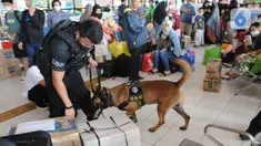Seorang petugas menuntun anjing pelacak K9 BNN untuk memeriksa barang bawaan pemudik di Terminal Kampung Rambutan, Jakarta, Rabu (27/04/20222). Pemeriksaan dengan anjing pelacak tersebut dilakukan guna mengantisipasi peredaran narkoba di tengah arus mudik menyambut Lebaran atau Hari Raya Idul Fitri 1443 H. (merdeka.com/Arie Basuki)