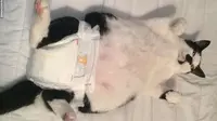 Saat Kucing Jadi Alat Peraga untuk Belajar Ganti Popok