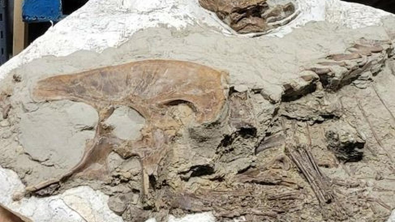 Penampakan Fosil T-Rex Lengkap dengan Makanan Terakhirnya, Terawetkan Secara Alami
