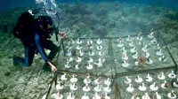 Prajurit Menbanpur menanam terumbu karang di Pulau Pari dan Pulau Tidung Kecil.