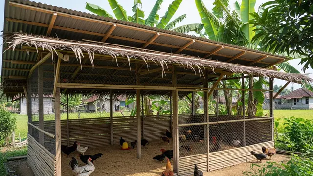 desain kandang ayam teduh cocok untuk iklim panas di desa