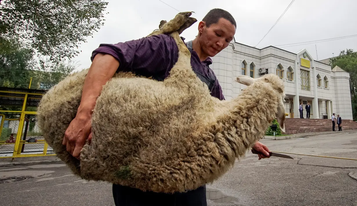 Seorang warga membawa seekor domba untuk disembelih saat perayaan Idul Adha, di Masjid Central di Almaty, Kazakhstan, Senin (12/9). Penyembelihan hewan telah menjadi tradisi umat muslim di dunia setiap perayaan Idul Adha. (REUTERS / Shamil Zhumatov) 