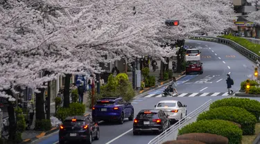 Orang-orang berjalan di bawah kanopi bunga sakura di Tokyo, Jepang, Minggu (27/3/2022). (AP Photo/Kiichiro Sato)