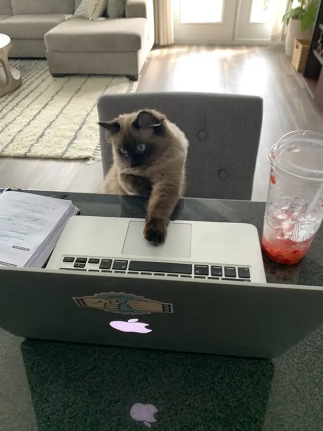 6 Aksi Kucing Bak Teknisi IT Ini Lucu Banget, Serius Depan Komputer