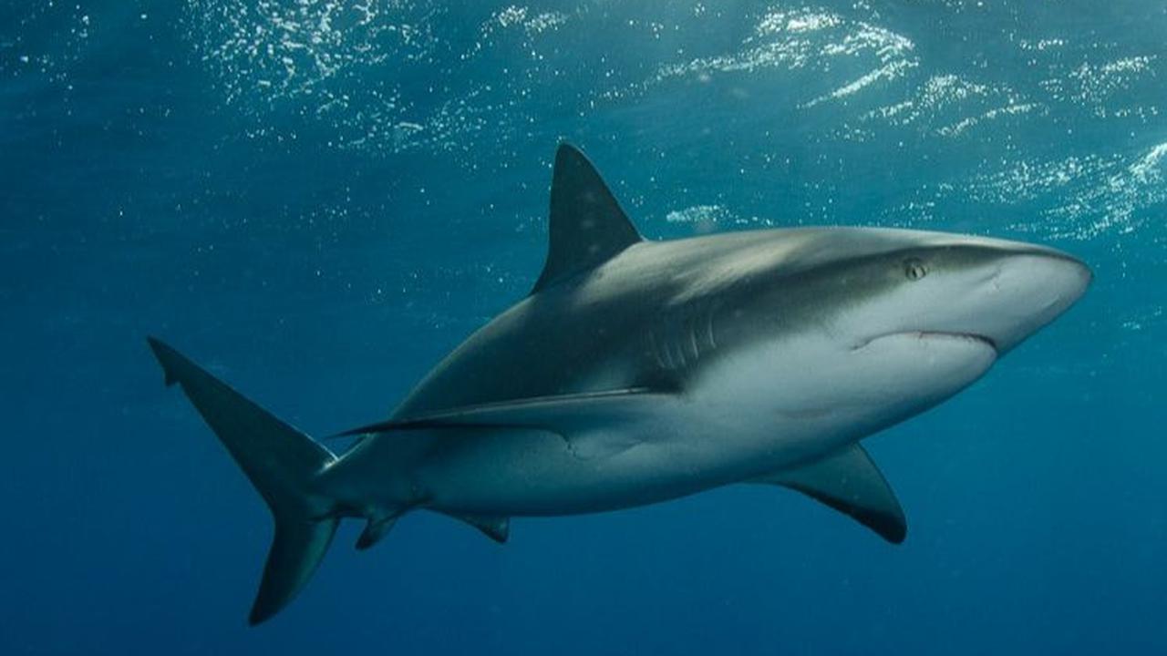 Penemuan ini juga mengungkap kesuksesan dari megalodon hiu kuno ini dalam memangsa binatang laut lain dan temuan ini sekaligus membuka informasi baru tentang kepunahan dari hewan air raksasa ini.