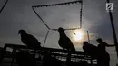Burung dara siap terbang mengikuti latihan burung kolong lapak tanggul di pesisir Banjir Kanal Barat, Petamburan, Tanah Abang, Jakarta, Rabu (27/2). Latihan yang digelar setiap sore ini diikuti sejumlah komunitas burung dara. (Liputan6.com/Fery Pradolo)