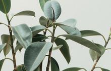 Mengenal Tanaman Daun Karet Kebo, Tanaman Hias yang Punya Banyak Manfaat untuk Lingkungan dan Kesehatan