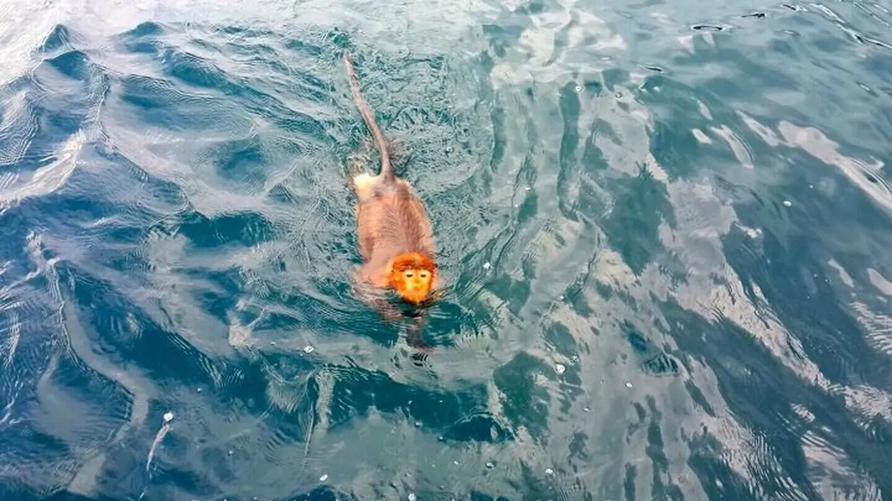 Imut, Seekor Bekantan di Pulau Gaya Berhasil Diselamatkan 