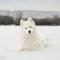 Cold weather dog breeds that are love to play on the snow. (Photo: Audrius Vizbaras/Pixabay)