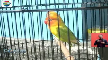 Satu ekor burung cinta atau lovebird dihargai mulai dari Rp 750 ribu hingga Rp 1,5 juta.