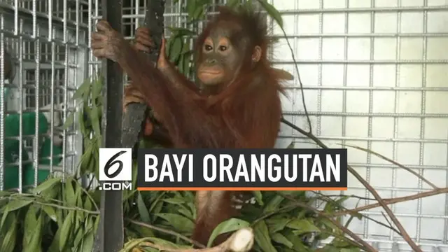 International Animal Rescue Indonesia melakukan evakuasi terhadap bayi orangutan berusia 1 tahun. Evakuasi dilakukan dari Dusun II Ampon, Desa Krio Hulu, Kecamatan Hulu Sungai, Kabupaten Ketapang, Kalimantan Barat.