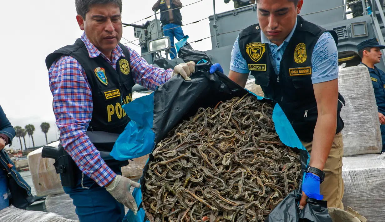 Petugas menunjukkan kuda laut yang disita dari sebuah kapal di Pelabuhan Callao, Peru, Senin (30/9/2019). Kuda laut bernilai lebih dari US 6 juta tersebut akan dijual di Asia. (Peruvian Ministry of Production/AFP)