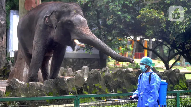 Cegah COVID-19, Kebun Ragunan Disemprot Disinfektan