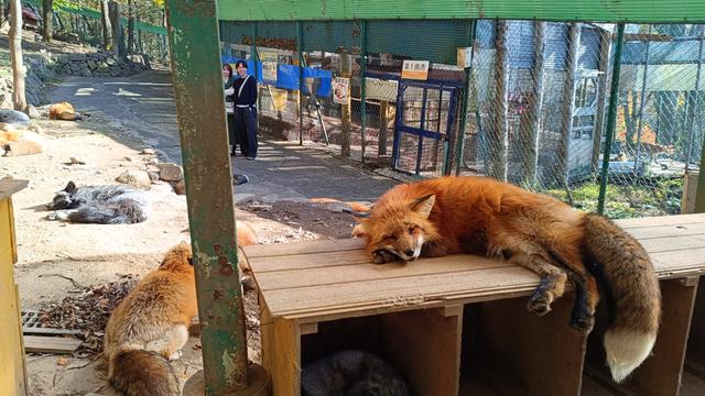 Dua ekor rumah sedang bersantai di Zao Fox Village. (Nila Chrisna)