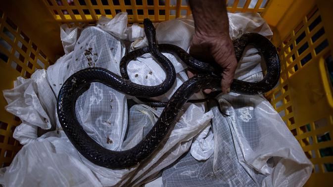 Petugas melakukan proses packing ular hidup di salah satu perusahaan eksportir di Surabaya, 13 Februari 2019. Sebanyak 800 ekor ular jali dari Indonesia dalam keadaan hidup dikirim ke Guangzhou, China via udara. (Juni Kriswanto/AFP)