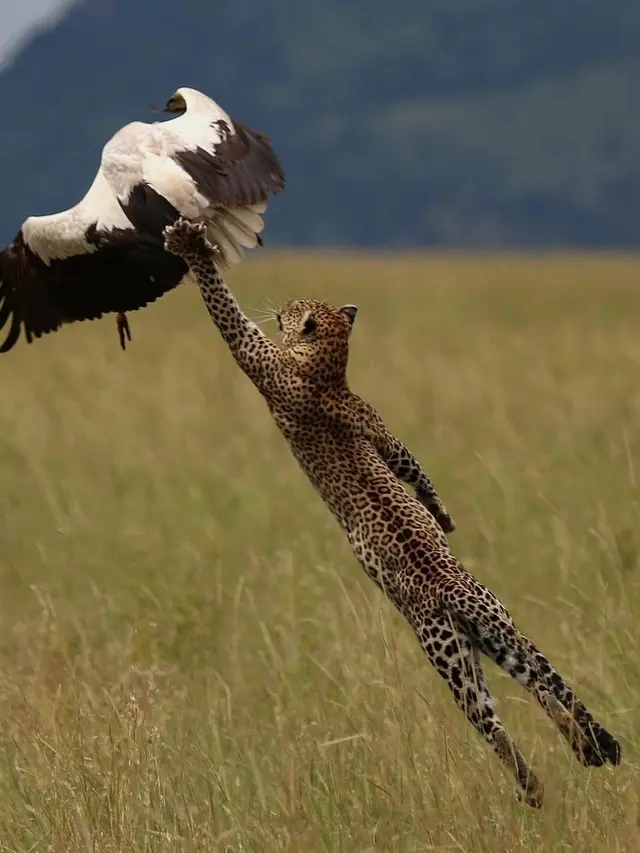 Interaksi Lucu Hewan di Alam Liar (sumber: Instagram/@fantastic.wildlife)
