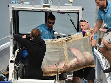Staf dari Manly Sea Life Sanctuary membawa seekor hiu putih kecil sepanjang 1,5 meter menuju sebuah kapal di Sydney (12/9). Hiu putih tersebut ditemukan terdampar di pantai Sydney pada tanggal 11 September. (AFP Photo/Peter Parks)