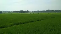 Kementan Galakkan Gerdal Ramah Lingkungan Atasi Hama Penggerek Batang Padi