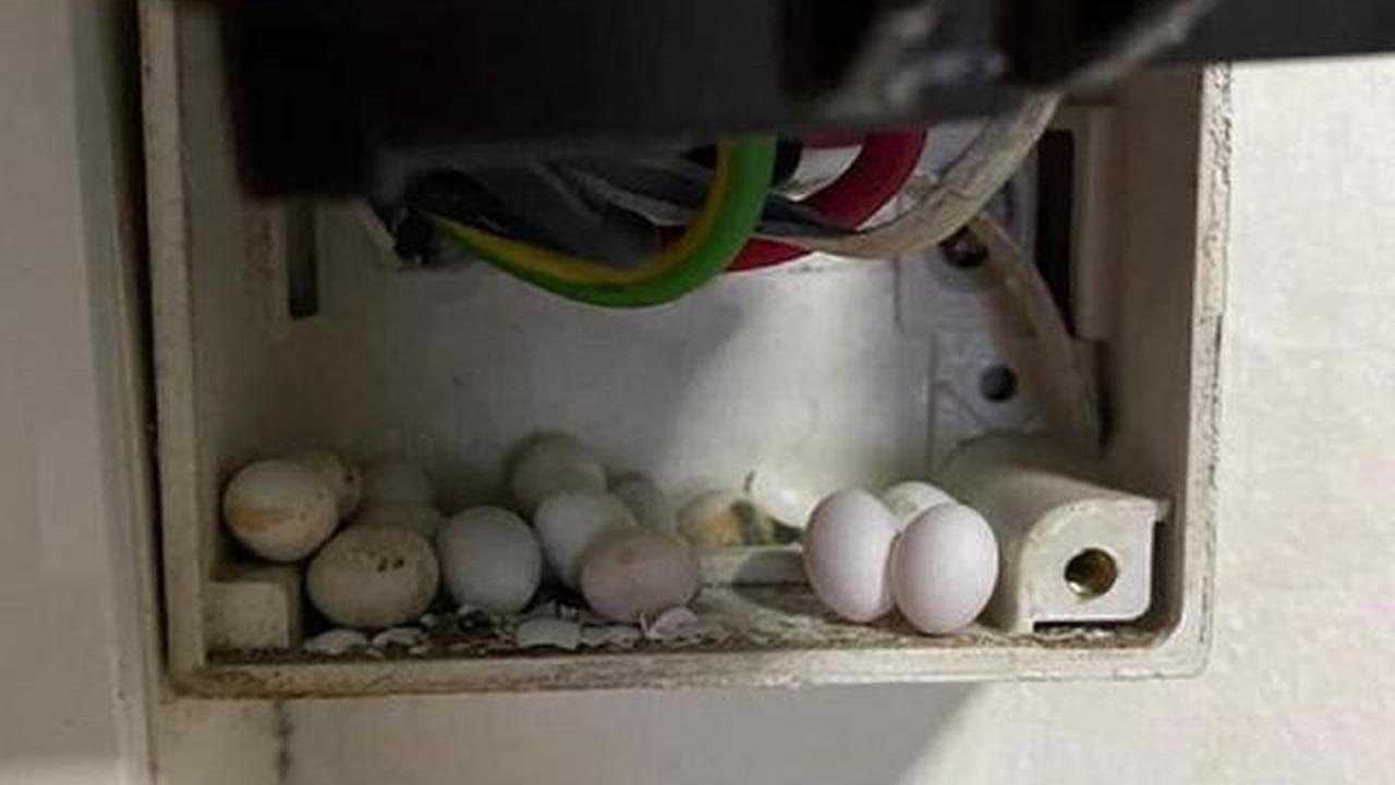 Cara Membedakan Telur Reptil: Ular, Kadal, dan Tokek yang Sering Tertukar