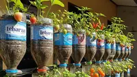 7 Ide Konsep Zero Waste Gardening dengan Barang Bekas untuk Kebun Ramah Lingkungan