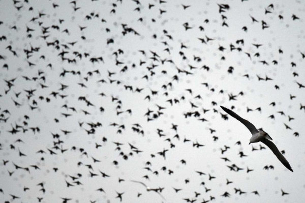 Fenomena jutaan burung jalak bermigrasi lintasi langit Eropa
