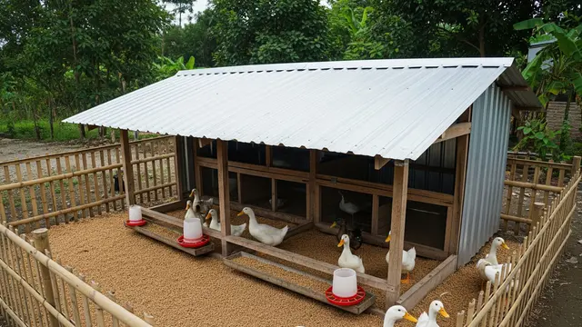 Kandang Bebek Sistem Kering Tanpa Kolam