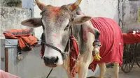 Misteri Sapi Berkaki 5 Pemicu Lahirnya Bayi Laki-laki