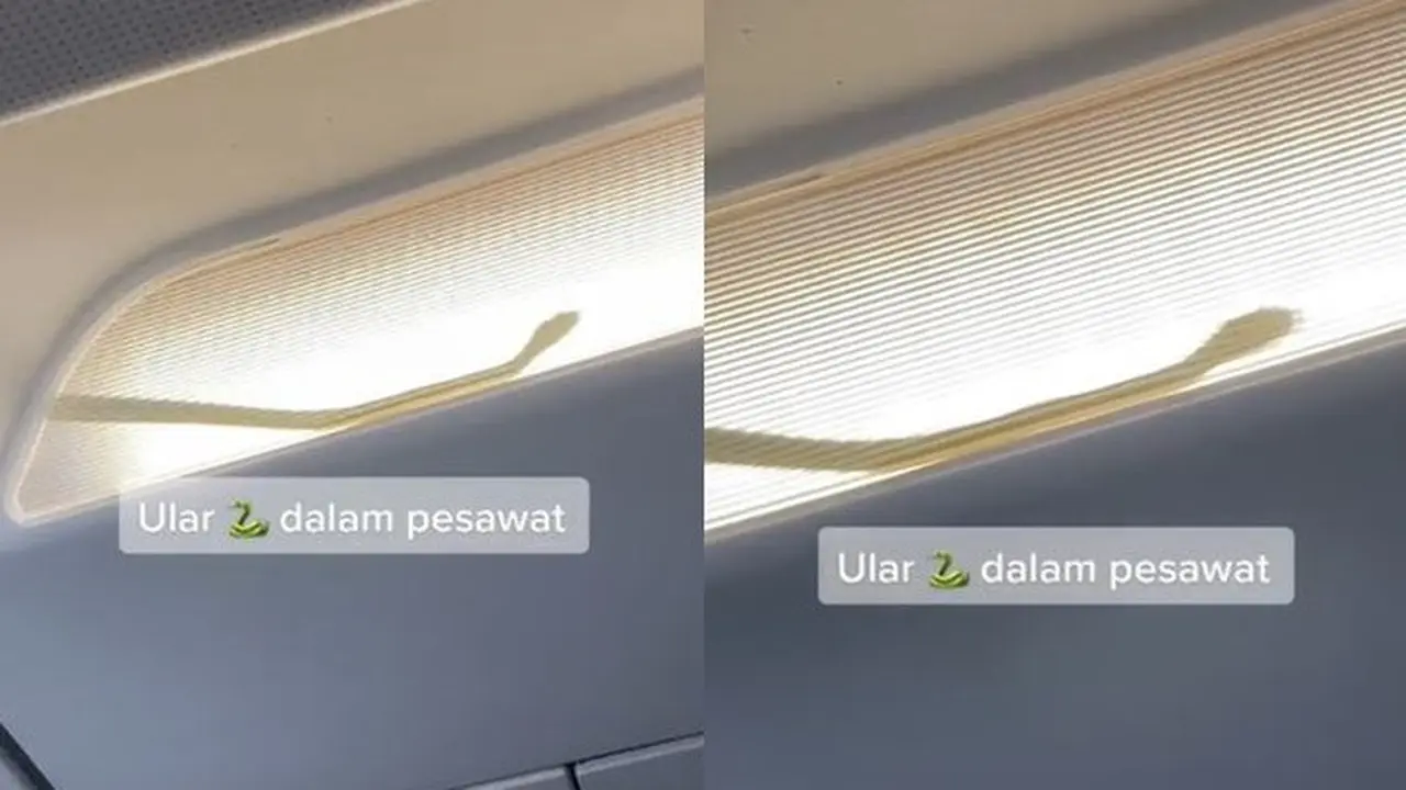 Viral Ada Ular di Dalam Kabin Pesawat, Lakukan Pendaratan Darurat