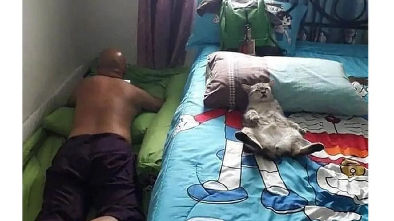 6 Kelakuan Orang Manjain Kucing Ini Bikin Ngakak