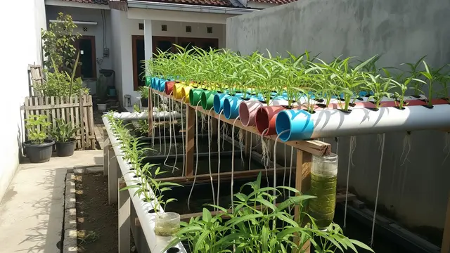 Ide Kebun Kangkung untuk Rumah Type 36 yang Bisa Buat Sambilan