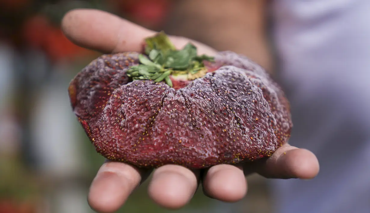 Petani Israel Chahi Ariel memegang stroberi seberat 289 gram (lebih dari setengah pon) di Kadima-Zoran, 17 Februari 2022. Buah beri varietas lokal tersebut dinyatakan sebagai yang terberat di dunia oleh Guinness World Records. (AP Photo/Ariel Schalit)